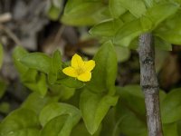 Lysimachia nemorum 2, Boswederik, Saxifraga-Jan van der Straaten