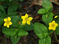 Lysimachia nemorum 3, Boswederik, Saxifraga-Hans Dekker