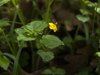 Lysimachia nemorum 4, Boswederik, Saxifraga-Willem van Kruijsbergen