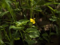 Lysimachia nemorum 5, Boswederik, Saxifraga-Willem van Kruijsbergen