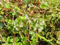 Lysimachia nemorum 6, Boswederik, Saxifraga-Rutger Barendse