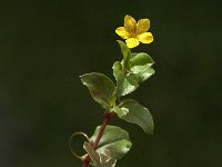 Lysimachia nemorum 7, Boswederik, Saxifraga-Jan van der Straaten