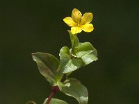 Lysimachia nemorum 8, Boswederik, Saxifraga-Jan van der Straaten