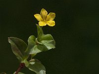 Lysimachia nemorum 9, Boswederik, Saxifraga-Jan van der Straaten