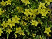 Lysimachia nemorum ssp azorica 21, Saxifraga-Ed Stikvoort