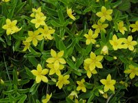 Lysimachia nemorum ssp azorica 24, Saxifraga-Ed Stikvoort