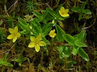 Lysimachia nemorum ssp azorica 25, Saxifraga-Ed Stikvoort