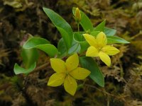 Lysimachia nemorum ssp azorica 28, Saxifraga-Ed Stikvoort