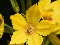 Lysimachia punctata 16, Puntwederik, Saxifraga-Sonja Bouwman