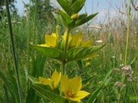 Lysimachia punctata 1, Puntwederik. Saxifraga-Rutger Barendse