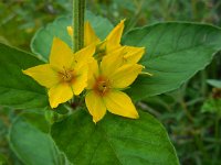 Lysimachia punctata 11, Puntwederik, Saxifraga-Ed Stikvoort