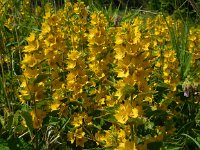 Lysimachia punctata 12, Puntwederik, Saxifraga-Ed Stikvoort