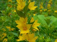 Lysimachia punctata 13, Puntwederik, Saxifraga-Ed Stikvoort