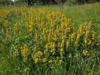 Lysimachia punctata 15, Puntwederik, Saxifraga-Ed Stikvoort