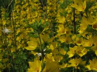 Lysimachia punctata 2, Puntwederik, Saxifraga-Rutger Barendse