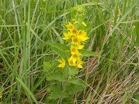 Lysimachia punctata 4, Puntwederik, Saxifraga-Peter Meininger