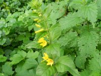 Lysimachia punctata 5, Puntwederik, Saxifraga-Rutger Barendse