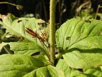 Lysimachia punctata 6, Puntwederik, Saxifraga-Rutger Barendse