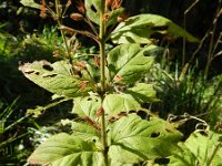 Lysimachia punctata 7, Puntwederik, Saxifraga-Rutger Barendse