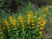 Lysimachia punctata 9, Puntwederik, Saxifraga-Ed Stikvoort