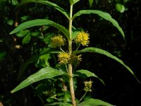 Lysimachia thyrsiflora 10, Moeraswederik, Saxifraga-Ed Stikvoort