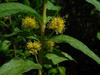 Lysimachia thyrsiflora 14, Moeraswederik, Saxifraga-Ed Stikvoort