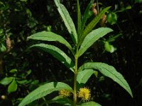 Lysimachia thyrsiflora 15, Moeraswederik, Saxifraga-Ed Stikvoort