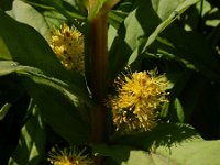 Lysimachia thyrsiflora 16, Moeraswederik, Saxifraga-Ed Stikvoort