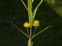 Lysimachia thyrsiflora 2, Moeraswederik, Saxifraga-Jan van der Straaten