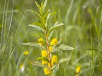 yellow flower tufted loosestrife in natural habitat  Lysimachia thyrsiflora in natural setting : Botany, Loosestrife, Lysimachia, Netherlands, Tufted, background, beauty, blossom, botanical, close, close to, close-up, closeup, color, detail, environment, ericales, flora, floral, flower, green, habitat, image, leaf, lysimachia thyrsiflora, macro, moeraswederik, myrsinaceae, natural, nature, one, photo, plant, primrose, primulaceae, single, small, spring, stamen, stem, thyrsiflora, tufted loosestrife, vertical, white background, wild, wildlife, yellow