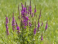 Lythrum salicaria 43, Grote kattenstaart, Saxifraga-Jan Nijendijk