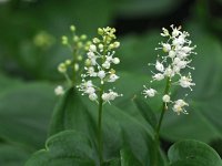 Maianthemum bifolium 47, Dalkruid, Saxifraga-Hans Dekker