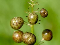 Maianthemum bifolium 48, Dalkruid, Saxifraga-Sonja Bouwman