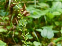 Malaxis monophyllos 10, Eenblad, Saxifraga-Hans Grotenhuis