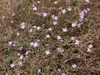 Malcolmia littorea 35, Saxifraga-Ed Stikvoort