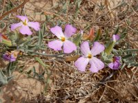 Malcolmia littorea 38, Saxifraga-Ed Stikvoort