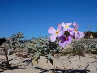 Malcolmia littorea 40, Saxifraga-Ed Stikvoort