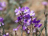 Malcolmia maritima 1, Strandviolier, Saxifraga-Bart Vastenhouw