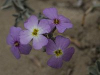 Malcolmia sinuata 2, Saxifraga-Willem van Kruijsbergen