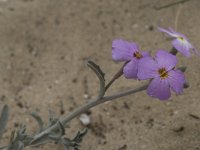 Malcolmia sinuata 3, Saxifraga-Willem van Kruijsbergen