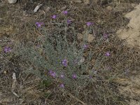 Malcolmia sinuata 4, Saxifraga-Willem van Kruijsbergen