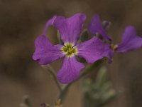 Malcolmia sinuata 5, Saxifraga-Willem van Kruijsbergen