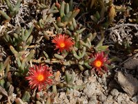 Malephora crocera 2, Saxifraga-Ed Stikvoort