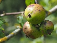 Malus sylvestris 22, Wilde appel, Saxifraga-Hans Dekker