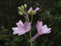 Malva alcea 1, Vijfdelig kaasjeskruid, Saxifraga-Jan van der Straaten