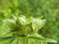 Malva alcea 11, Vijfdelig kaasjeskruid, Saxifraga-Rutger Barendse