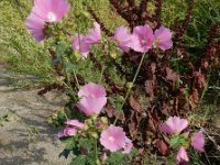 Malva alcea 13, Vijfdelig kaasjeskruid, Saxifraga-Ed Stikvoort