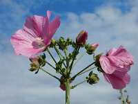 Malva alcea 14, Vijfdelig kaasjeskruid, Saxifraga-Ed Stikvoort