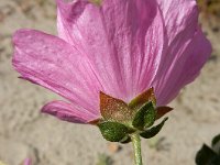 Malva alcea 15, Vijfdelig kaasjeskruid, Saxifraga-Ed Stikvoort