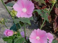 Malva alcea 16, Vijfdelig kaasjeskruid, Saxifraga-Ed Stikvoort